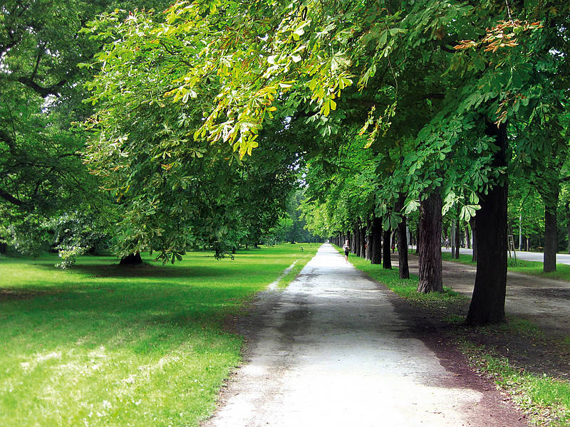 Allee in der Krieau