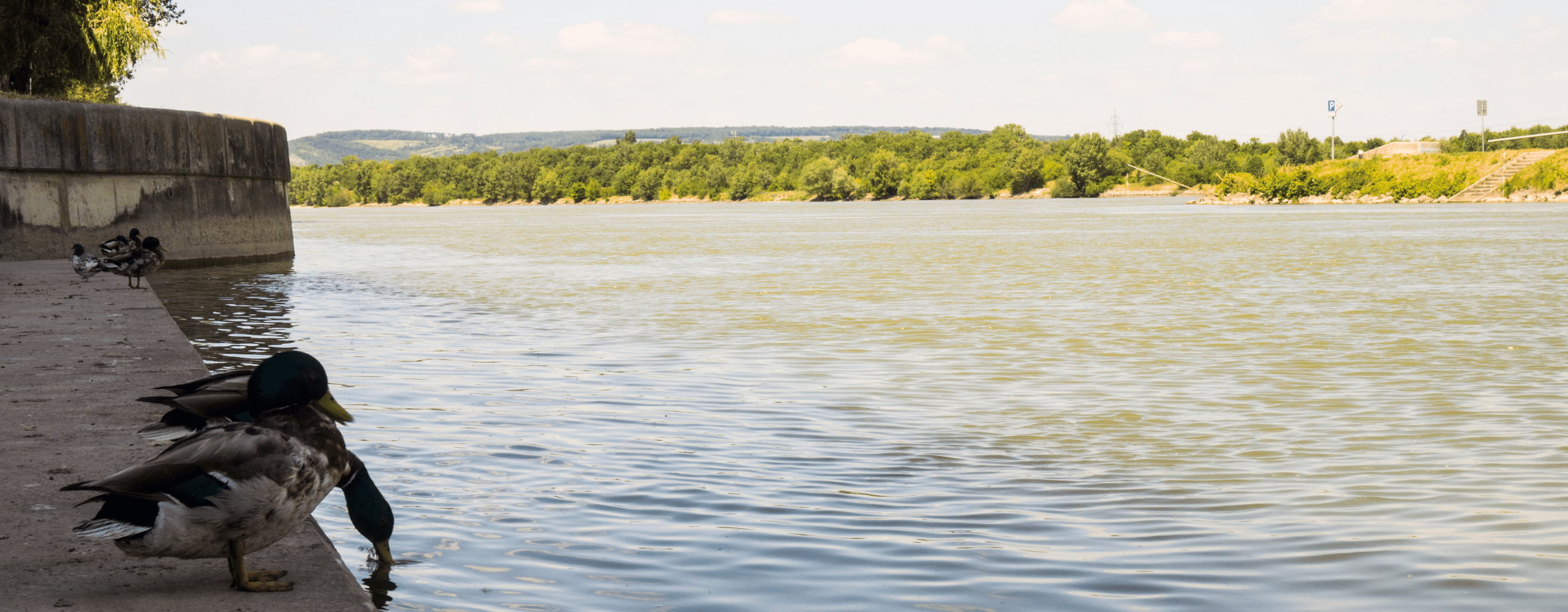 Enten am Donauufer (Copyright: Sarah Vierthaler)