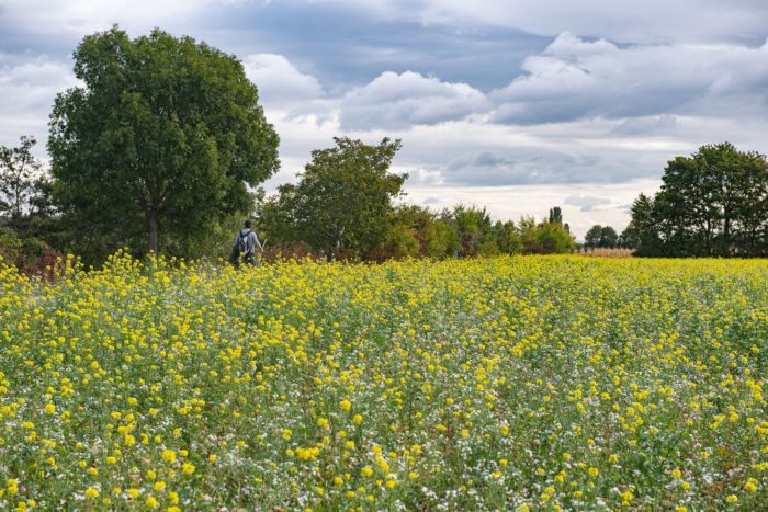 gelb blühende Wiese im Regionalpark DreiAnger, © Stadt Wien/Gerd Götzenbrucker