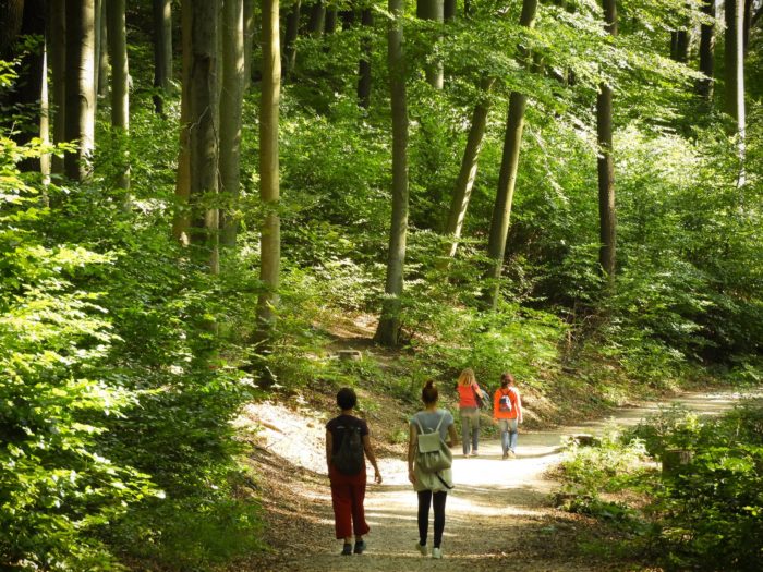 Wanderinnen am Stadtwanderweg im Wiener Wald (© MA49/Christian Fürthner)