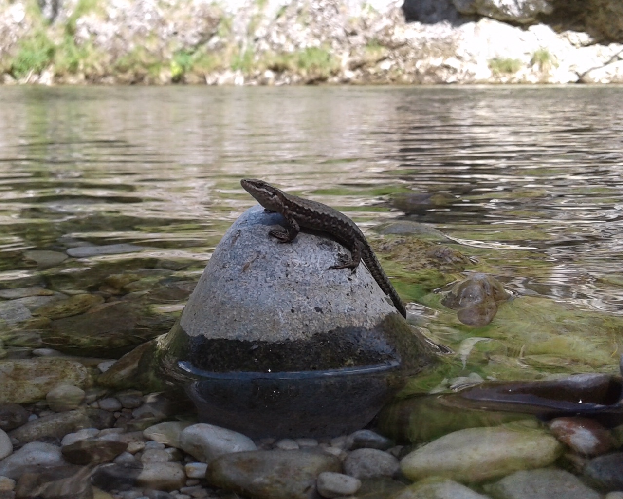 Eidechse auf einem Stein im Fluss Schwarza