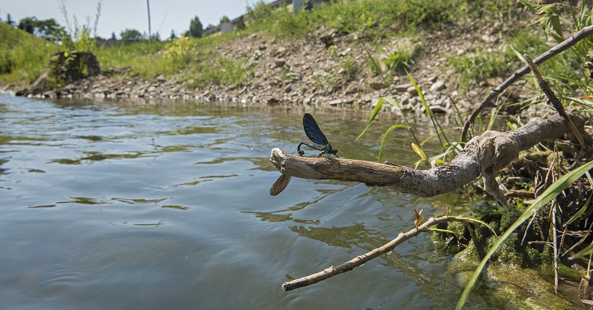 Libelle sitzt auf einem Ast beim Liesingbach