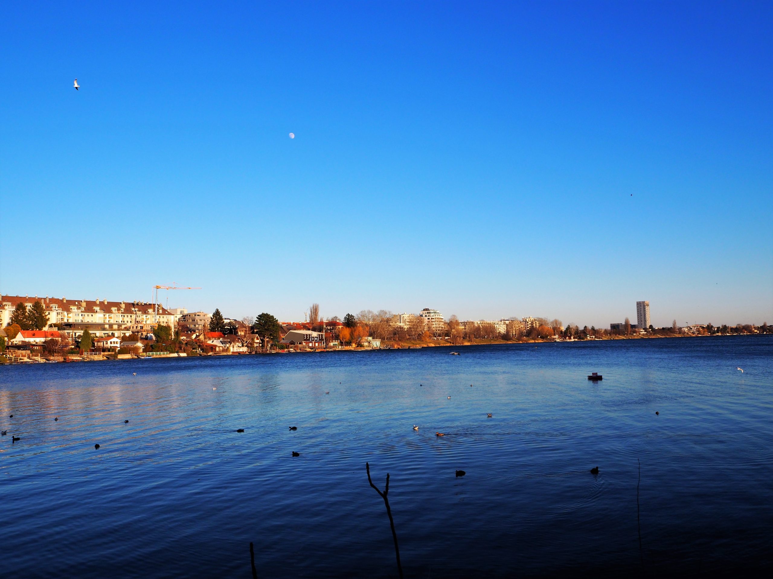Blick aufs Mühlschüttel-Ufer an der Alten Donau