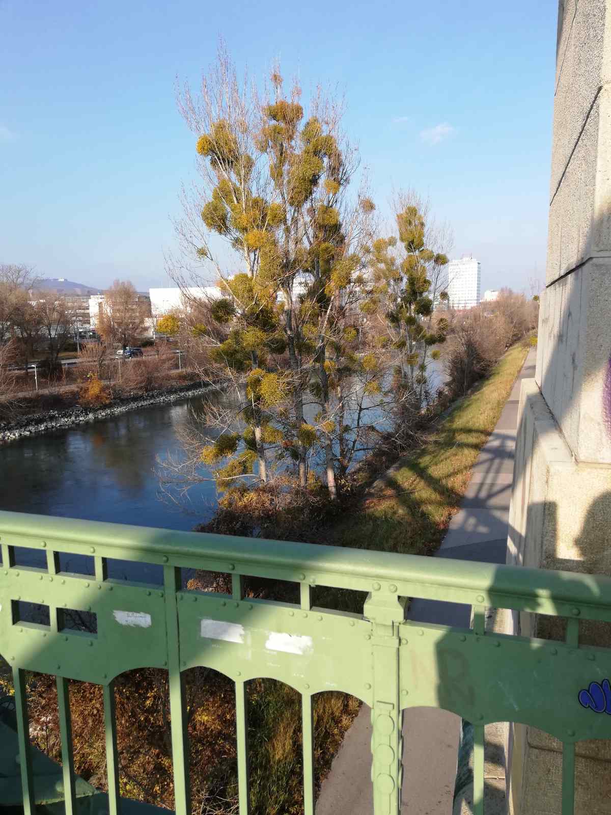 Mistelbüsche am Donaukanal, Blick vom Döblinger Steg