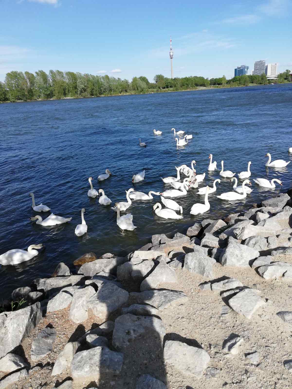 Schwäne am Donauufer, im Hintergrund der Donauturm