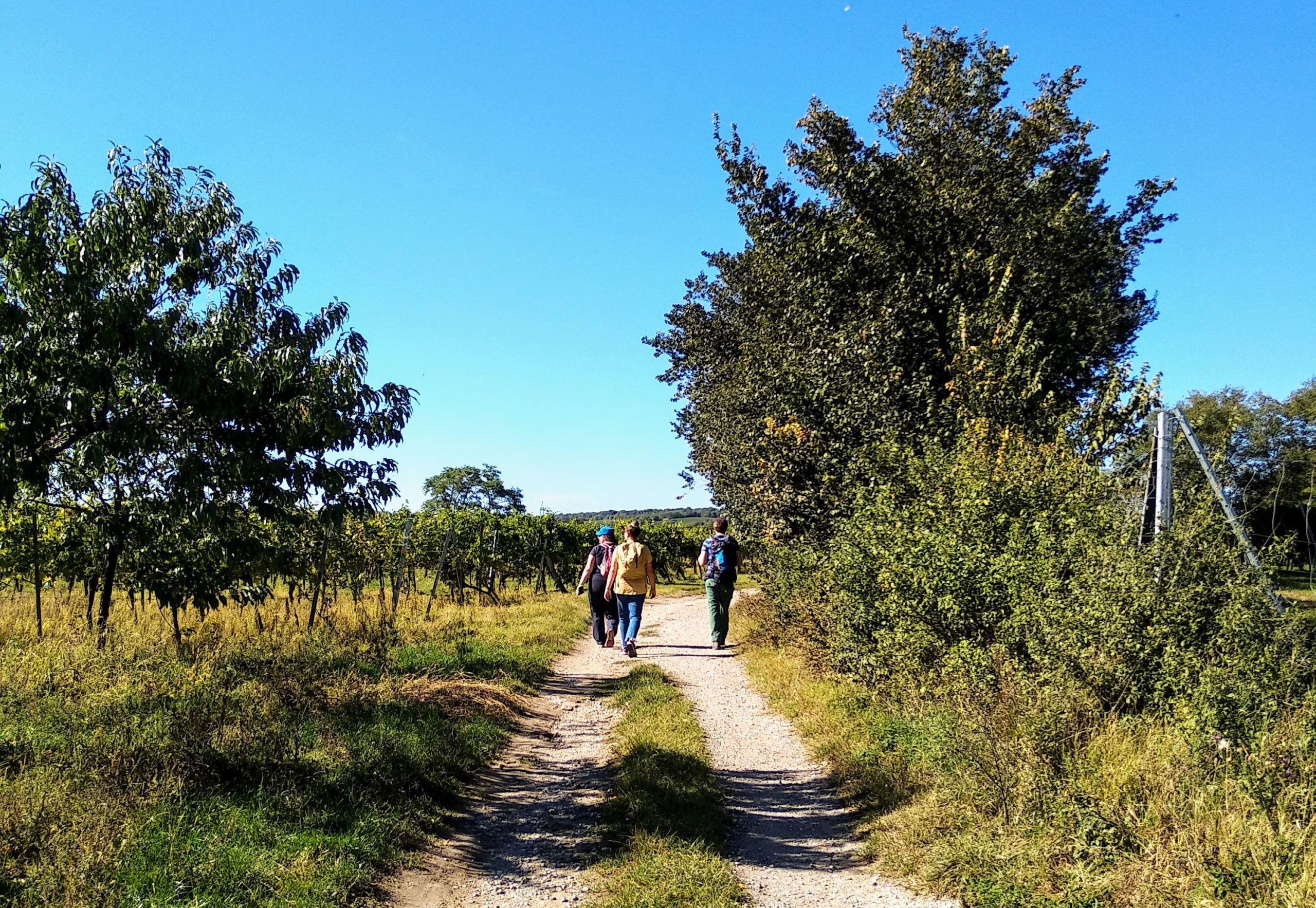 Drei Personen unterwegs am Bisamberg